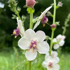 Image result for Verbascum blattaria