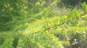 Attēlu rezultāti vaicājumam “Larix sibirica”