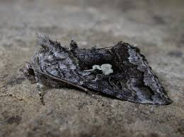 Attēlu rezultāti vaicājumam “Syngrapha interrogationis”