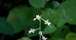 Attēlu rezultāti vaicājumam “Circaea lutetiana flower”