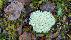 Attēlu rezultāti vaicājumam “Cladonia rangiferina”