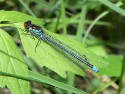 Attēlu rezultāti vaicājumam “Erythromma najas”