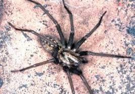 Attēlu rezultāti vaicājumam “Tegenaria sp.”