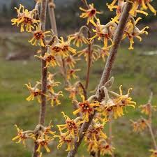 Attēlu rezultāti vaicājumam “Hamamelis vernalis flower”