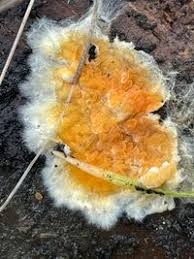 Attēlu rezultāti vaicājumam “Leucogyrophana mollusca”