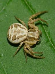 Attēlu rezultāti vaicājumam “Xysticus bifasciatus female”