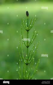 Attēlu rezultāti vaicājumam “Equisetum palustre”