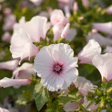 Image result for Lavatera trimestris