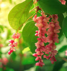 Attēlu rezultāti vaicājumam “Schisandra chinensis flower”