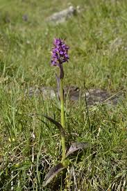 Attēlu rezultāti vaicājumam “Dactylorhiza cruenta leaf”