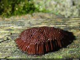 Attēlu rezultāti vaicājumam “Stemonitopsis hyperopta var. landewaldii spores”