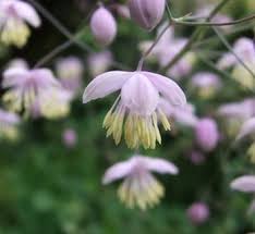 Attēlu rezultāti vaicājumam “Thalictrum lucidum”