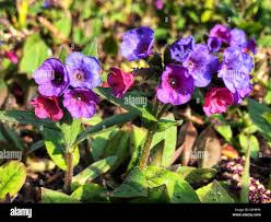 Attēlu rezultāti vaicājumam “Pulmonaria angustifolia fruit”