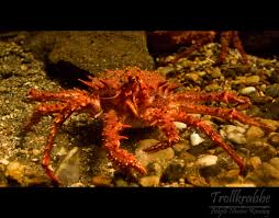 Image result for Lithodes maja
