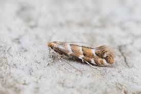 Attēlu rezultāti vaicājumam “Cameraria ohridella”