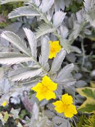 Attēlu rezultāti vaicājumam “Argentina anserina leaf”