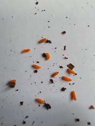 Attēlu rezultāti vaicājumam “Lasioptera rubi larva”