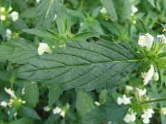 Image result for Galeopsis segetum