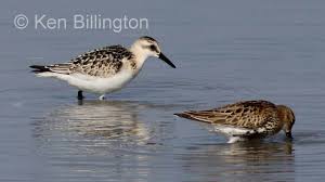 Attēlu rezultāti vaicājumam “Calidris alba”
