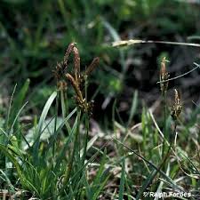 Attēlu rezultāti vaicājumam “Carex caryophyllea”