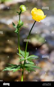 Attēlu rezultāti vaicājumam “Trollius europaeus bud”