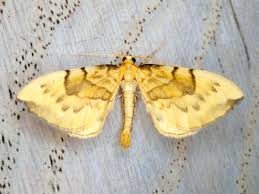 Attēlu rezultāti vaicājumam “Eulithis pyraliata”