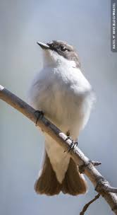 Attēlu rezultāti vaicājumam “Ficedula hypoleuca”