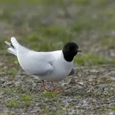 Attēlu rezultāti vaicājumam “Larus minutus adult”