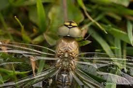 Attēlu rezultāti vaicājumam “Aeshna mixta”