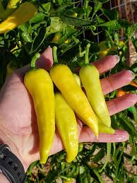 Afbeeldingsresultaat voor baby yellow sweet pepper