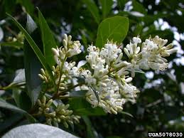 Attēlu rezultāti vaicājumam “Ligustrum vulgare”