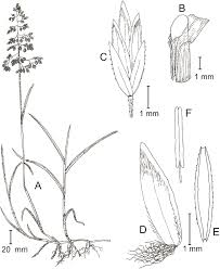 Attēlu rezultāti vaicājumam “Poa pratensis”