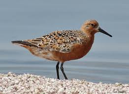 Image result for Calidris tenuirostris