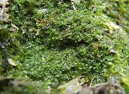 Attēlu rezultāti vaicājumam “Jungermannia subulata”