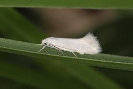 Attēlu rezultāti vaicājumam “Elachista argentella”