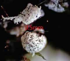 Attēlu rezultāti vaicājumam “Badhamia flavoglauca spores”