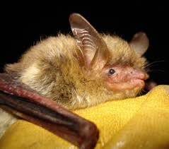 Attēlu rezultāti vaicājumam “Myotis sp.”