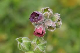 Attēlu rezultāti vaicājumam “Cynoglossum officinale flower”