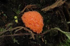 Attēlu rezultāti vaicājumam “Tubiferaceae”