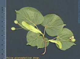 Attēlu rezultāti vaicājumam “Tilia platyphyllos subsp. cordifolia leaf”
