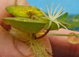 Attēlu rezultāti vaicājumam “Spongia”