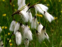 Attēlu rezultāti vaicājumam “Eriophorum latifolium flower”