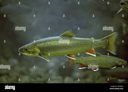 Image result for Salvelinus alpinus oquassa