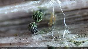 Attēlu rezultāti vaicājumam “Microcalicium disseminatum”