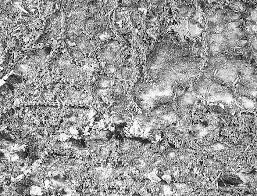 Attēlu rezultāti vaicājumam “Barbeyella minutissima spores”