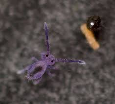 Attēlu rezultāti vaicājumam “Ptenothrix sp.”