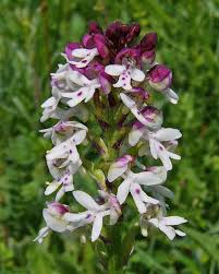 Attēlu rezultāti vaicājumam “Orchis ustulata flower”