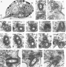 Attēlu rezultāti vaicājumam “Symphytocarpus impexus plasmodium”