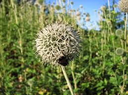 Image result for Echinops spaerocephalus