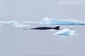 Image result for Balaenoptera bonaerensis